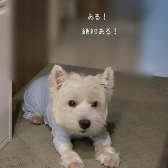 見張り犬