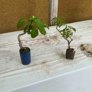 雨竹 盆栽 水石 便り