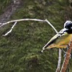 ヨット　Jennifer号 航海記　探鳥旅行記