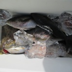 濱田渡船 愛媛県宇和島市 御五神