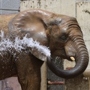 砥愛ちゃんのお転婆水浴び♪