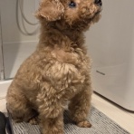 トイプーポッチャマ