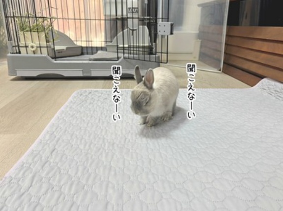 うさぎのルリ(1/30追記)