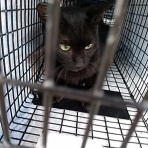 NPO法人 福井犬猫を救う会