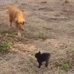 おびえる子猫と仲良くなりたいゴールデンレトリバーが取った行動