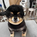 トリミングのお客様✂️