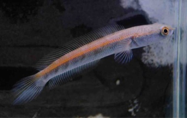 『10月14日(土)熱帯魚入荷情報✨』の画像