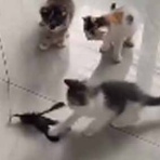 猫の動画 ねこわん！