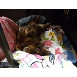 ش̵ʤѡĤˤǤ褦ˤʤޤ٤β