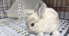 うさぎのルリ(8/17追記)