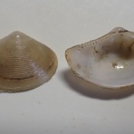 図鑑を作る（二枚貝編）
