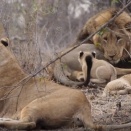 子ライオンを小突いたライオンの父ちゃん、母ちゃんに叱られる