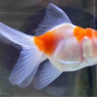 『金魚•メダカ•日淡入舎情報‼️』の画像