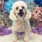 保護犬 ～預かり日記～