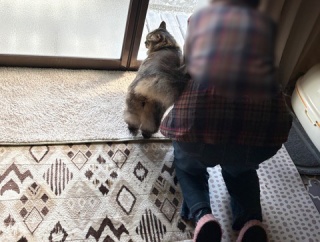 【猫写真】母と一緒が嬉しいマロちゃん