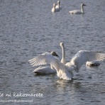 アナベルにかこまれて