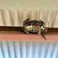 アシナガバチの家族