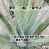 『栗原の一推し生産現場「観光農園アロエハウス白鳥」』の画像