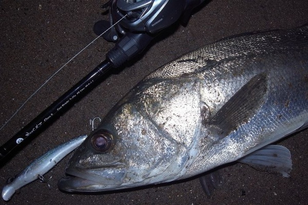 SAKURA LURE DIVISION 釣行記 - C3+ W.o.r.C 8'7