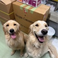 譲渡会に向けてトリマーさんが不足しています💦