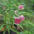 ウチョウラン　初花　朱花交配