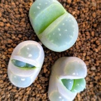 天然食材探しへ近くに気軽に出かけよう！