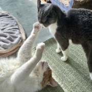 2歳と13歳の猫のじゃれ合いと雪に残された足跡