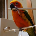 コではじまるインコ