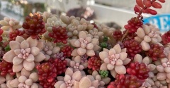 ＊色とりどりの粒々多肉の寄せ植えを早く完成させる方法