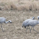 出水でクロヅルの小群 Common Crane