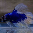 『10月13日(金)ベタ入荷情報💥』の画像