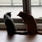 虫さんの季節と、ねこ