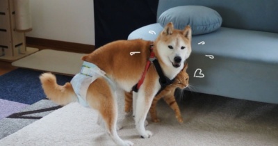 すりん♪すりん♪