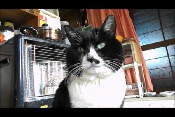 アルパカの整理箱 17年02月