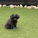 ⚫️ヒタム🐶の病院