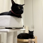 【猫写真】くつろぎ方で黒猫を見分ける