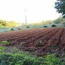 ⑨3181・2876 我が畑のじゃがいもの収穫完了。畑は静かに一休みです。