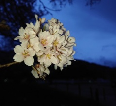 わに塚の桜 3/31 開花情報  本日の出店は御座いません。