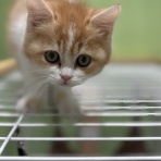 長崎県 ペットショップワンラブ ゆめタウン夢彩都店のスタッフblog