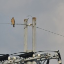 チョウゲンボウとお土産
