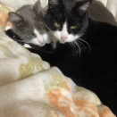 猫たちはどこ見てるのかな？