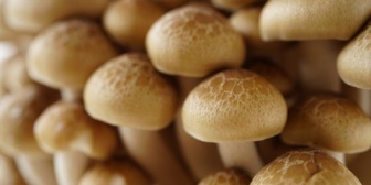 【妻の料理が不味い】自分が腹痛になった原因は？→スレ民「生のしめじが怪しい」→