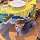 海を見て食べたくなる、ブイヤベースの夜ごはん