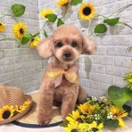 ゆうなぎ動物病院