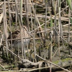 シニアの鳥撮り・素人日記