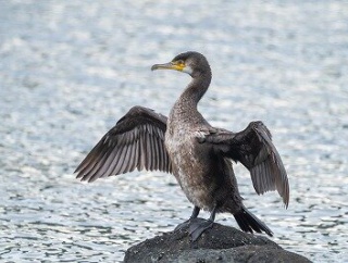 2025年12月27日の野鳥公園