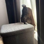 【猫写真】猫たちの昼寝の場所がかわりました