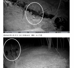 熊を目撃　武蔵野市立自然の村（川上村）