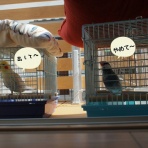 おかめぶんちょう