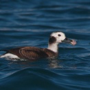 お魚咥えたコオリガモ雌 Long-tailed Duck